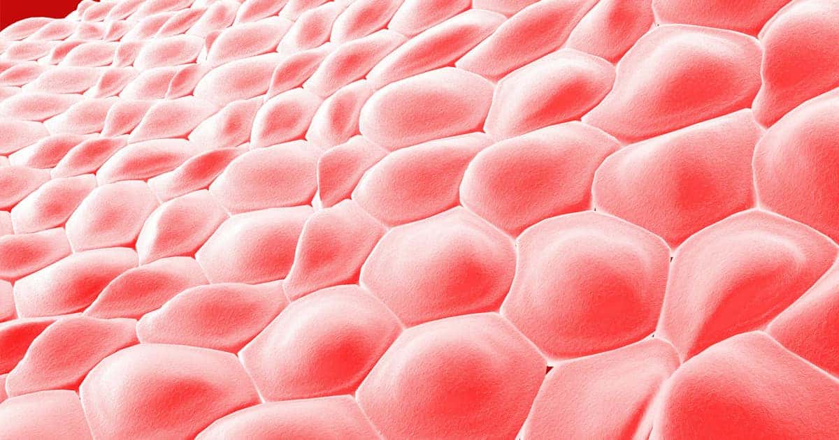 Τεχνική κατά της γήρανσης κάνει τα κύτταρα του ανθρώπινου δέρματος να δείχνουν 30 χρόνια νεότερα 3 derma texnikes giransis