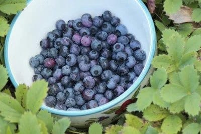 berries