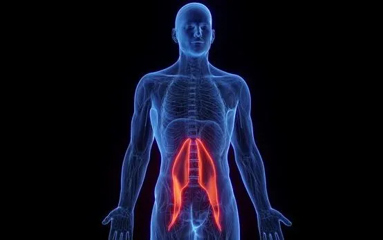 Λαγονοψοϊτης Μυς : Τι είναι, ασκήσεις και διατάσεις 3 iliopsoas 1