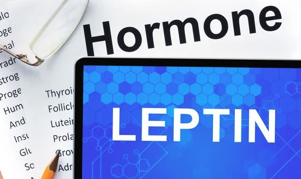 leptin