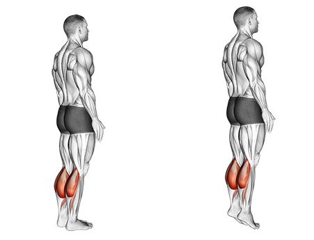 1 gastrocnemius raises