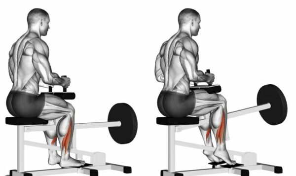 4 seated calf raises
