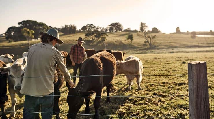 CLA (Συζευγμένο Λινολεϊκό Οξύ): Αναλυτική ανασκόπηση 4 cla