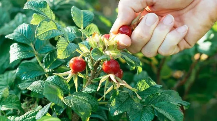 Τι είναι τα Rose Hips και ποια τα οφέλη τους 6 rose hips