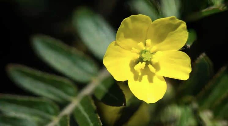 tribulus