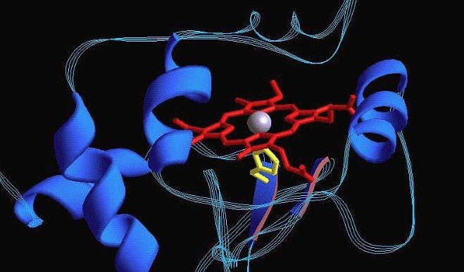 amino acids