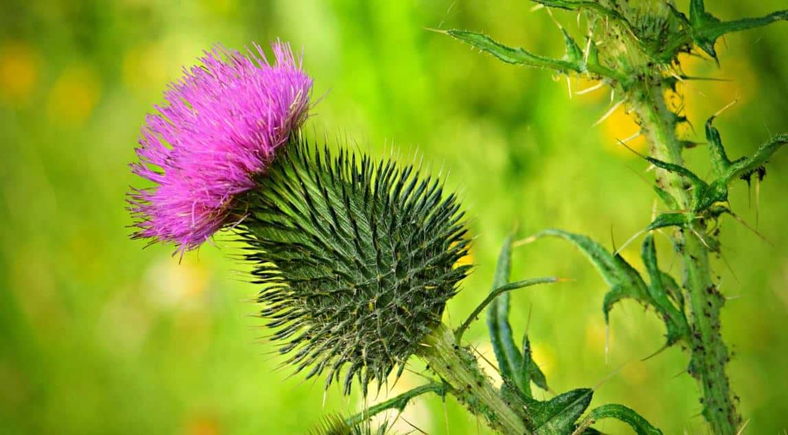 7 σημαντικά οφέλη του γαϊδουράγκαθου σύμφωνα με τους επιστήμονες 4 thistle