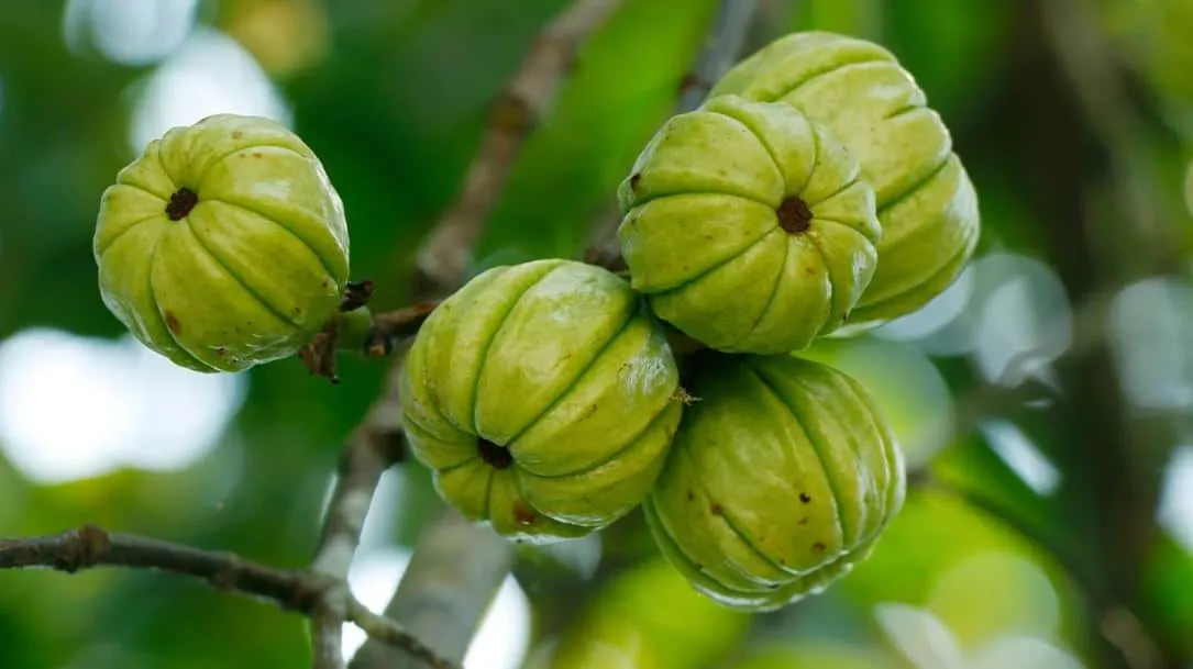 Λειτουργεί η Garcinia Cambogia για την απώλεια βάρους; 3 garcinia