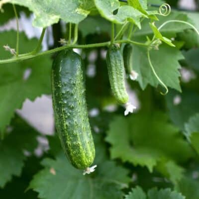 cucumbers royalty free image