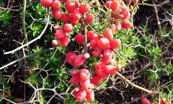 Η επιστημονική αλήθεια για τα συμπληρώματα διατροφής: Πραγματικά βοηθούν σε ενέργεια, αδυνάτισμα και μυϊκή ανάπτυξη 2 efedra