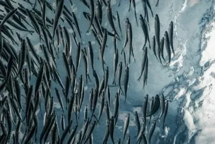 Featured image for โAquaculture Articlesโ