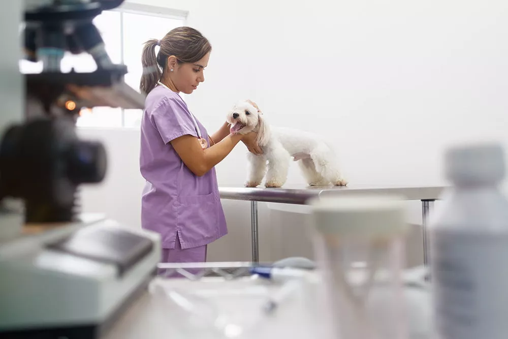 Featured image for โVeterinary Articlesโ