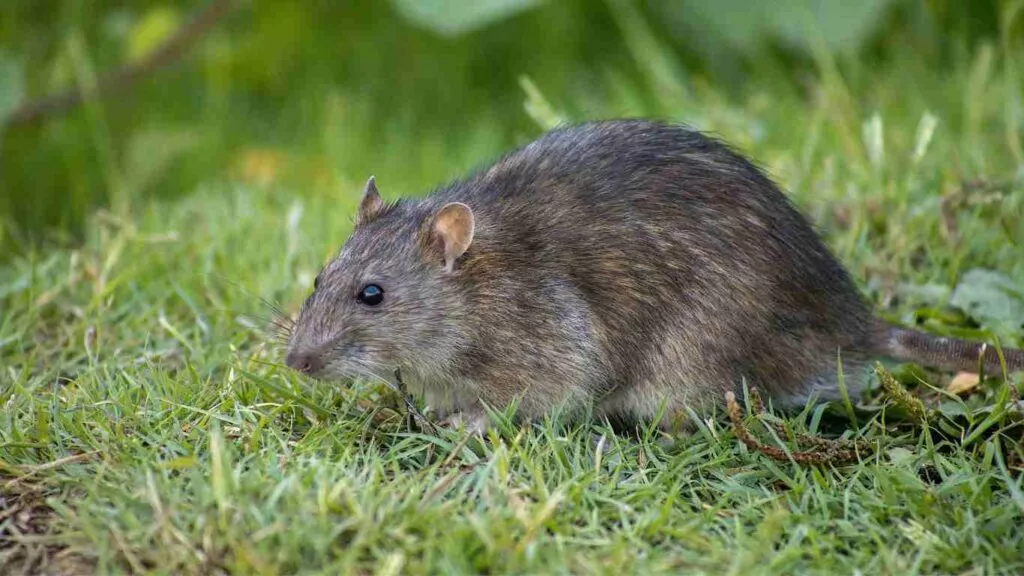 How to keep Rodents out of your Home or Business