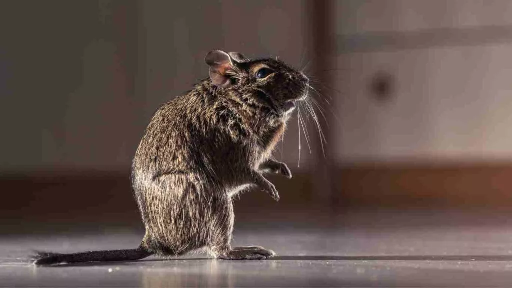 Types of Diseases Rodents Carry