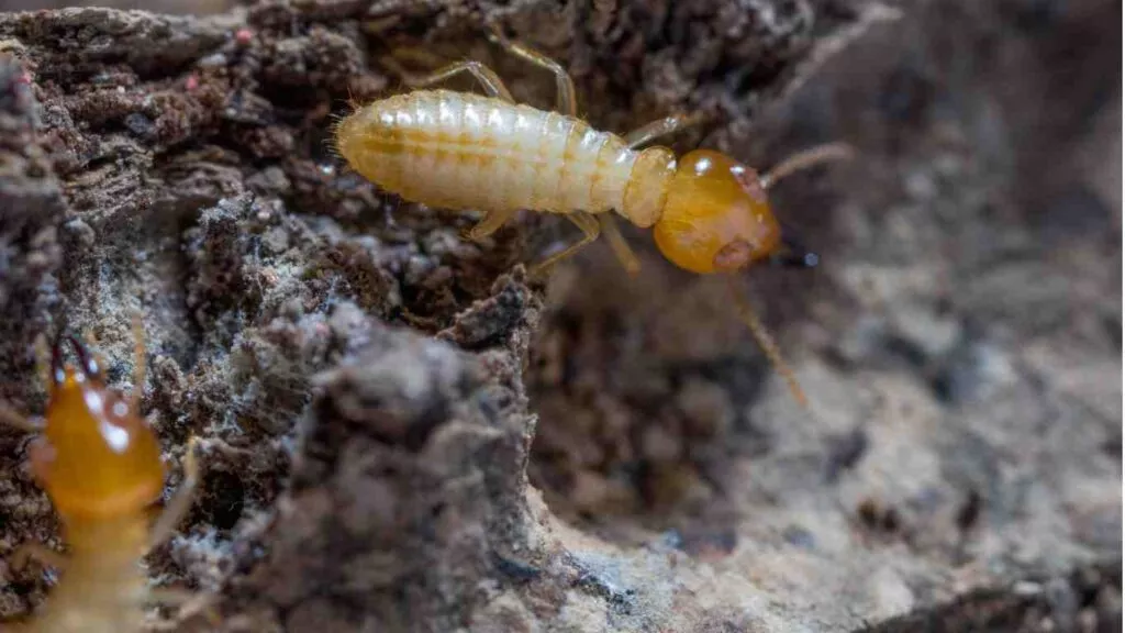 How Often Should I Schedule a Termite Inspection?