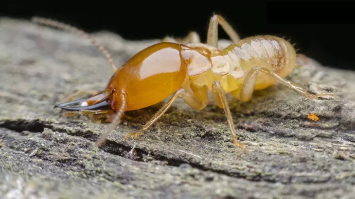 9 Warning Signs You Have Termites in Your Home