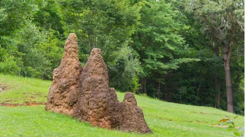 What Does A Termite Mound Look Like