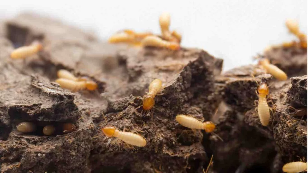 What Does a Termite Inspection Include?