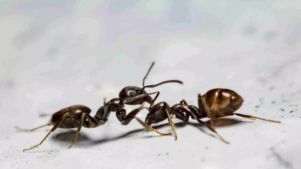 Types of Bugs You Can Expect in California