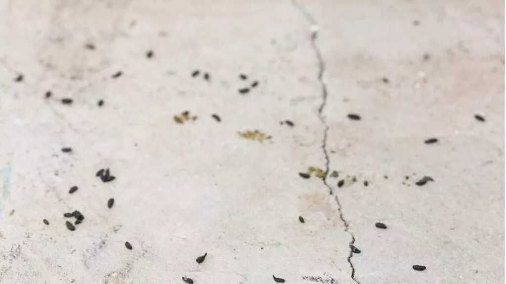 mice signs you should not ignore - mice droppings