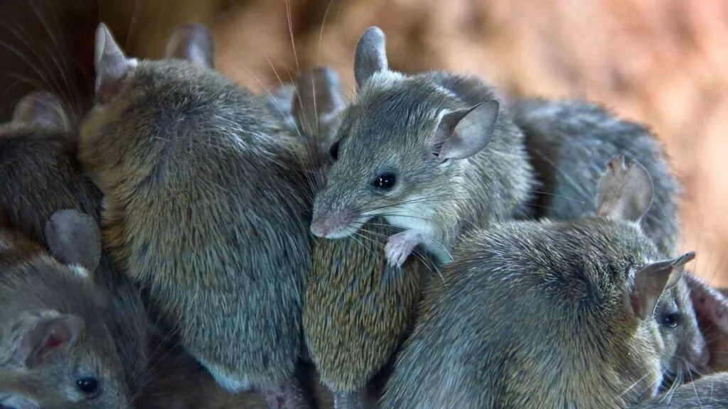 mice signs you should not ignore - mice nest