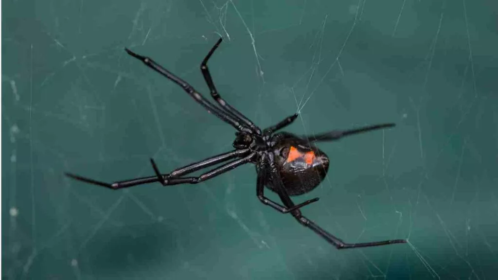 Black Widow Spider Pest Control