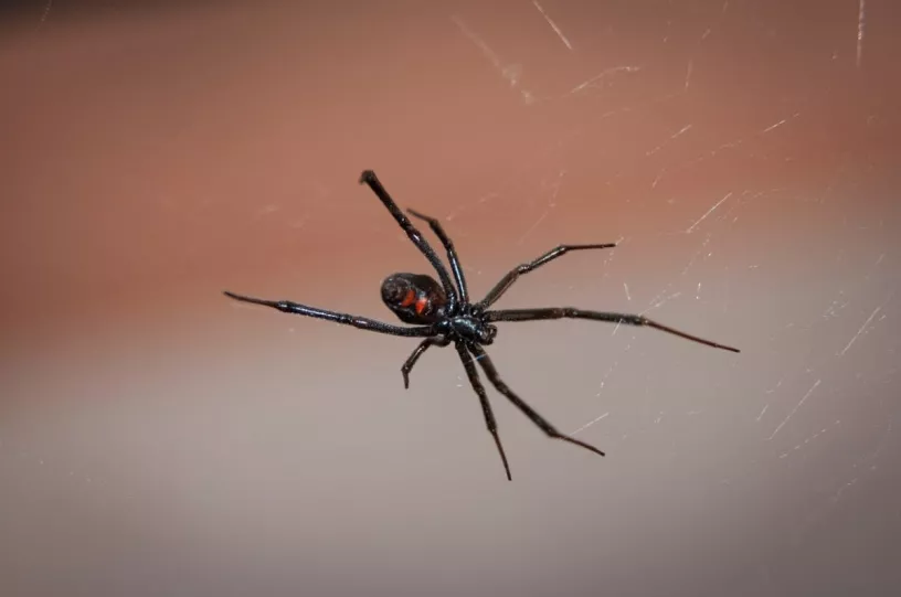 Common Types of Spiders in Sacramento