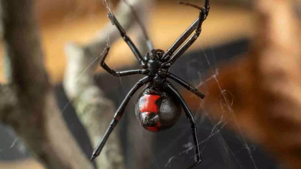 The Black Widow Spider Appearance
