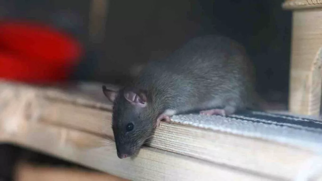 How to Get Rid of Rodents in Northern California