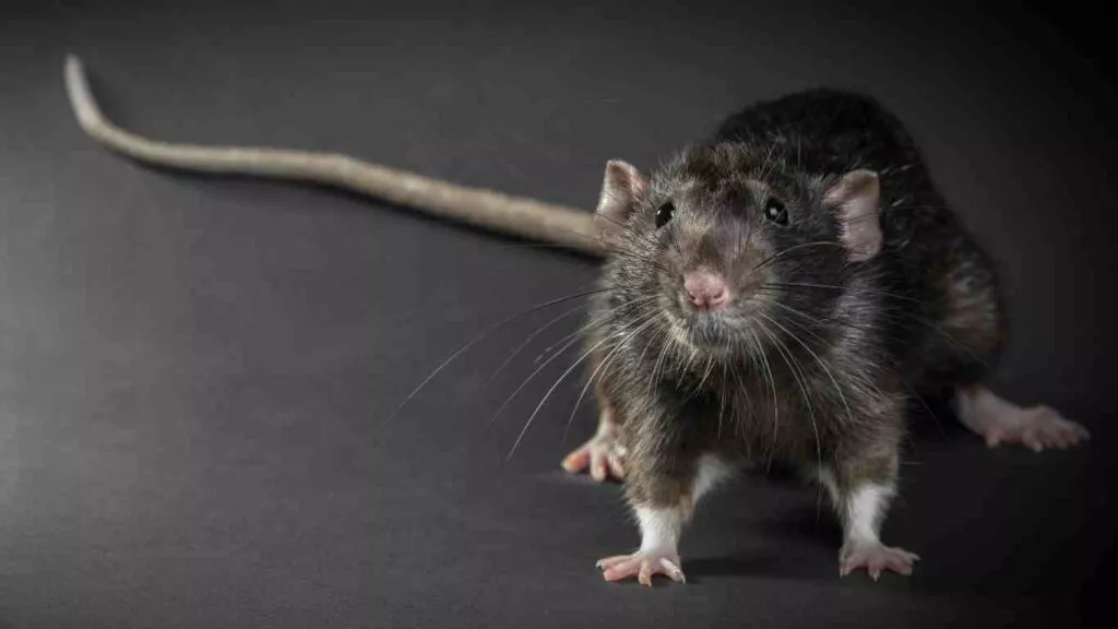 The Most Common Types of Rodents in Northern California