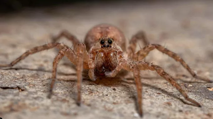 Common Household Spiders in Elk Grove, California Identification & Safe Control