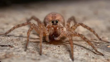 Common Household Spiders in Elk Grove, California Identification & Safe Control