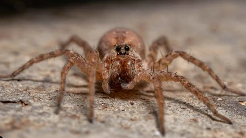 Common Household Spiders in Elk Grove, California Identification & Safe Control