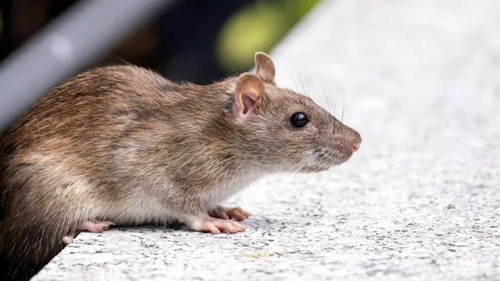 Top Fresno, CA Pest Prevention Tips