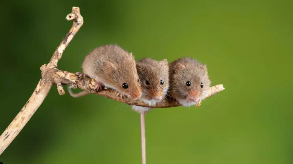 Why Are Mice a Problem in Fresno?