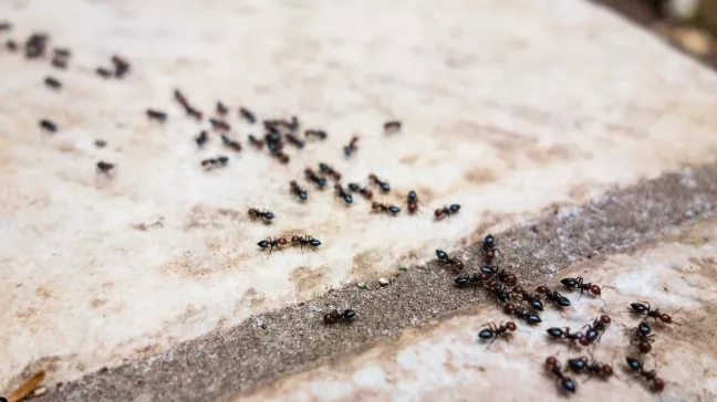 13 Warning Signs of an Ant Infestation in Your California Home (and What to Do Next)