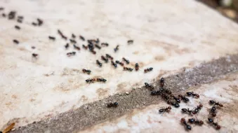 13 Warning Signs of an Ant Infestation in Your California Home (and What to Do Next)