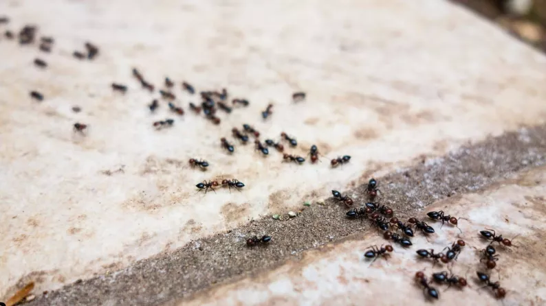 13 Warning Signs of an Ant Infestation in Your California Home (and What to Do Next)