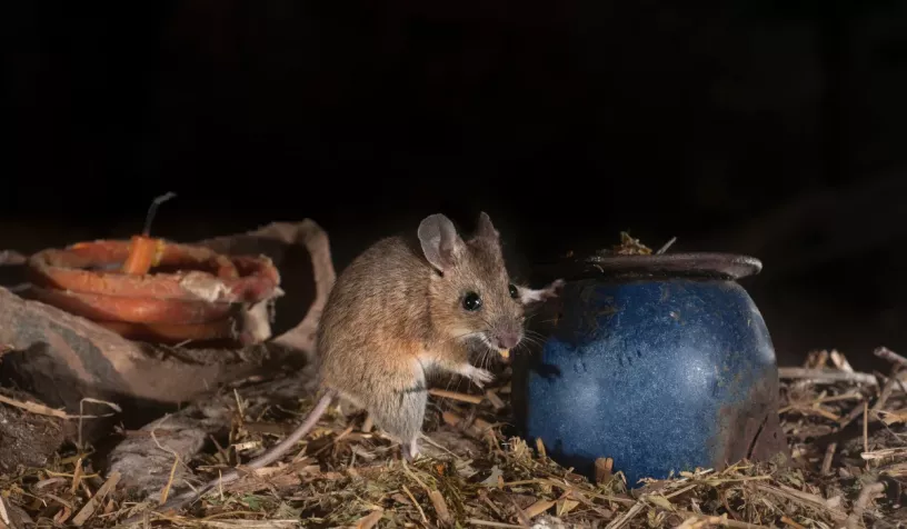 mouse in attic
