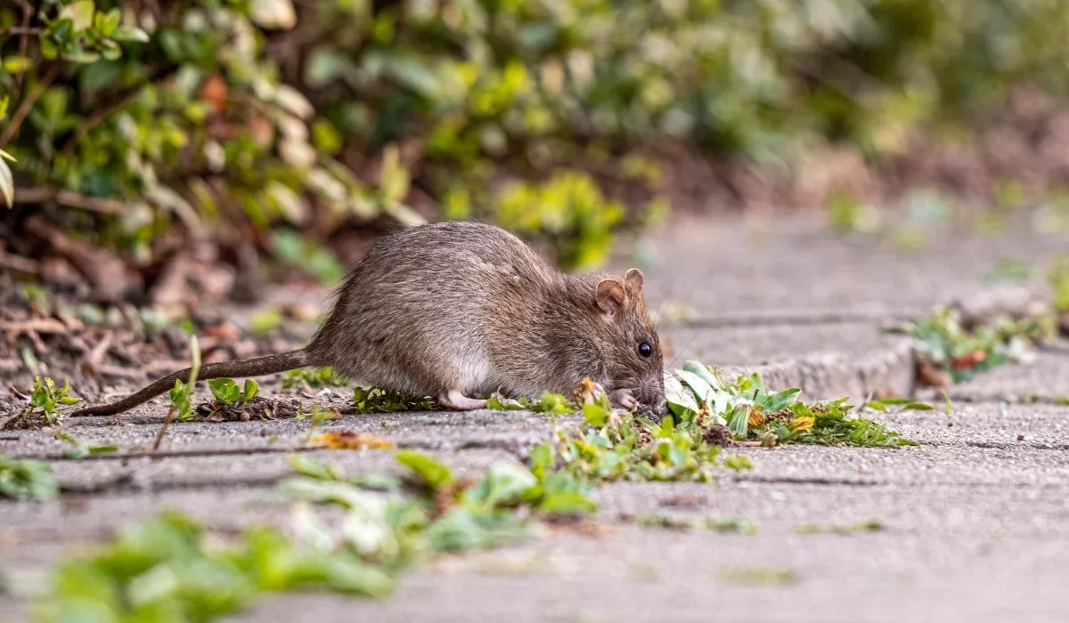 rodent in a property