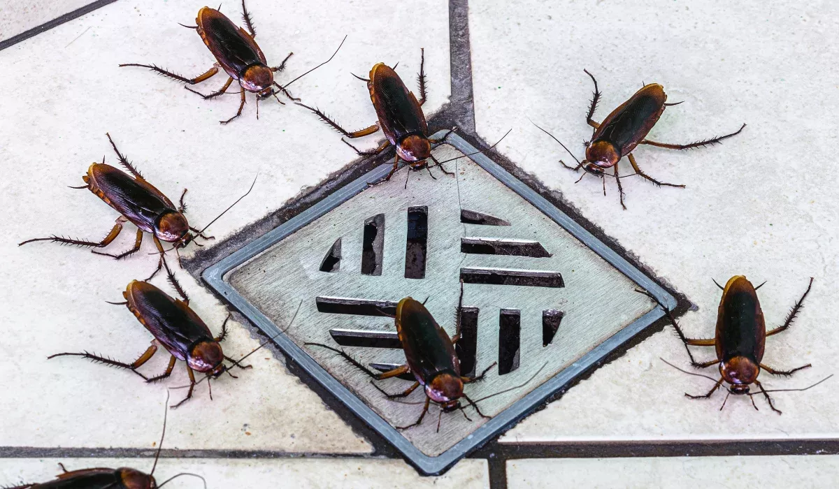 cockroaches in bathroom