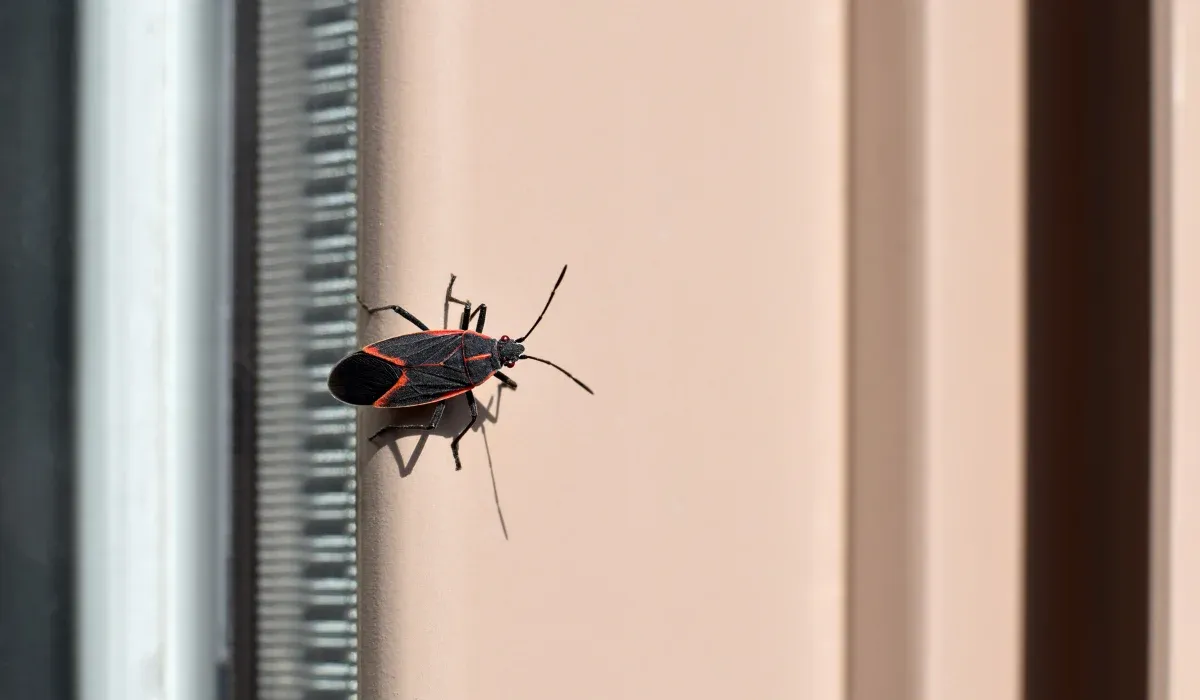 Boxelder bug sitting on window frame outside