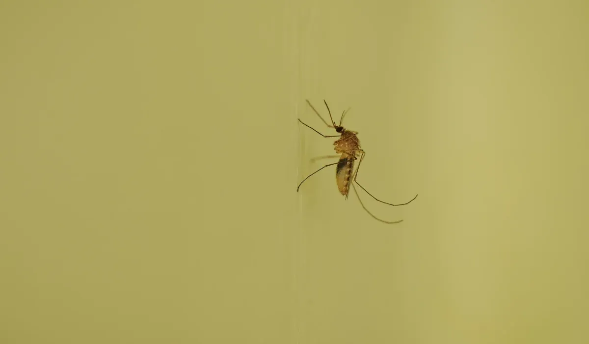 mosquito on a yellow wall