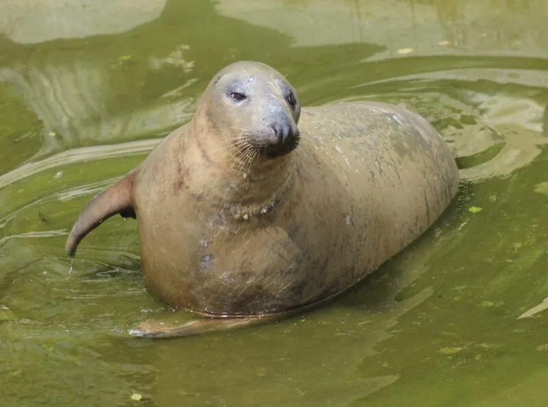 sealart_szkola_rysunku_foka_klara | Sealart szkoła rysunku