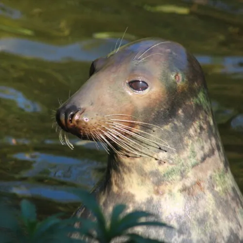 sealart_szkola_rysunku_foka_klara1 | Sealart szkoła rysunku