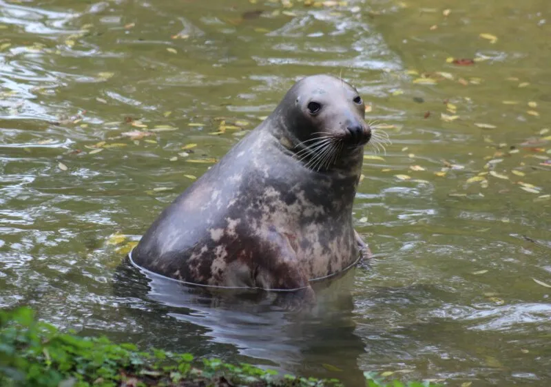 sealart_szkola_rysunku_foka_klara2 | Sealart szkoła rysunku