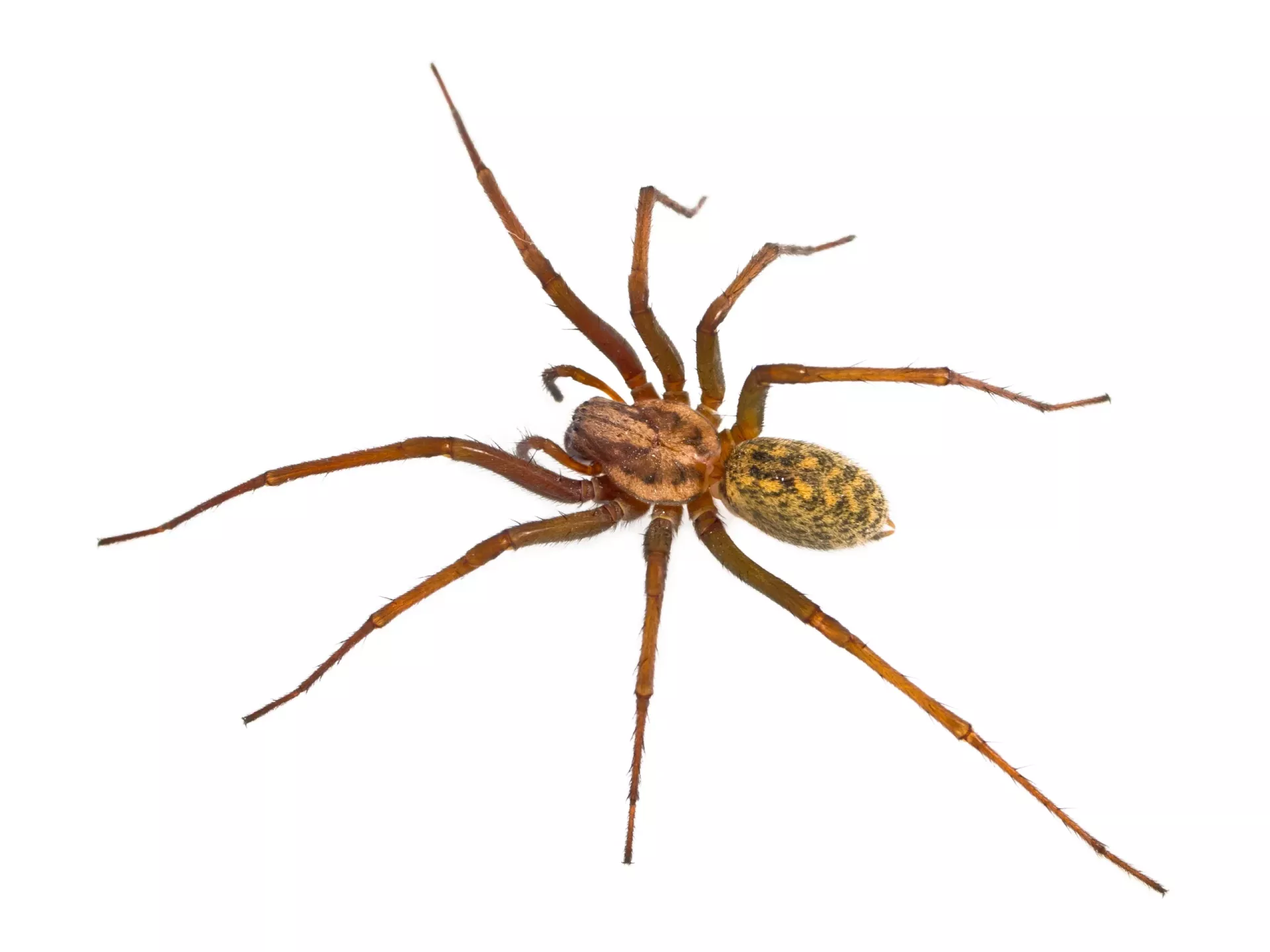 Are There Brown Recluse Spiders in Southern California? | Simple Pest  Management