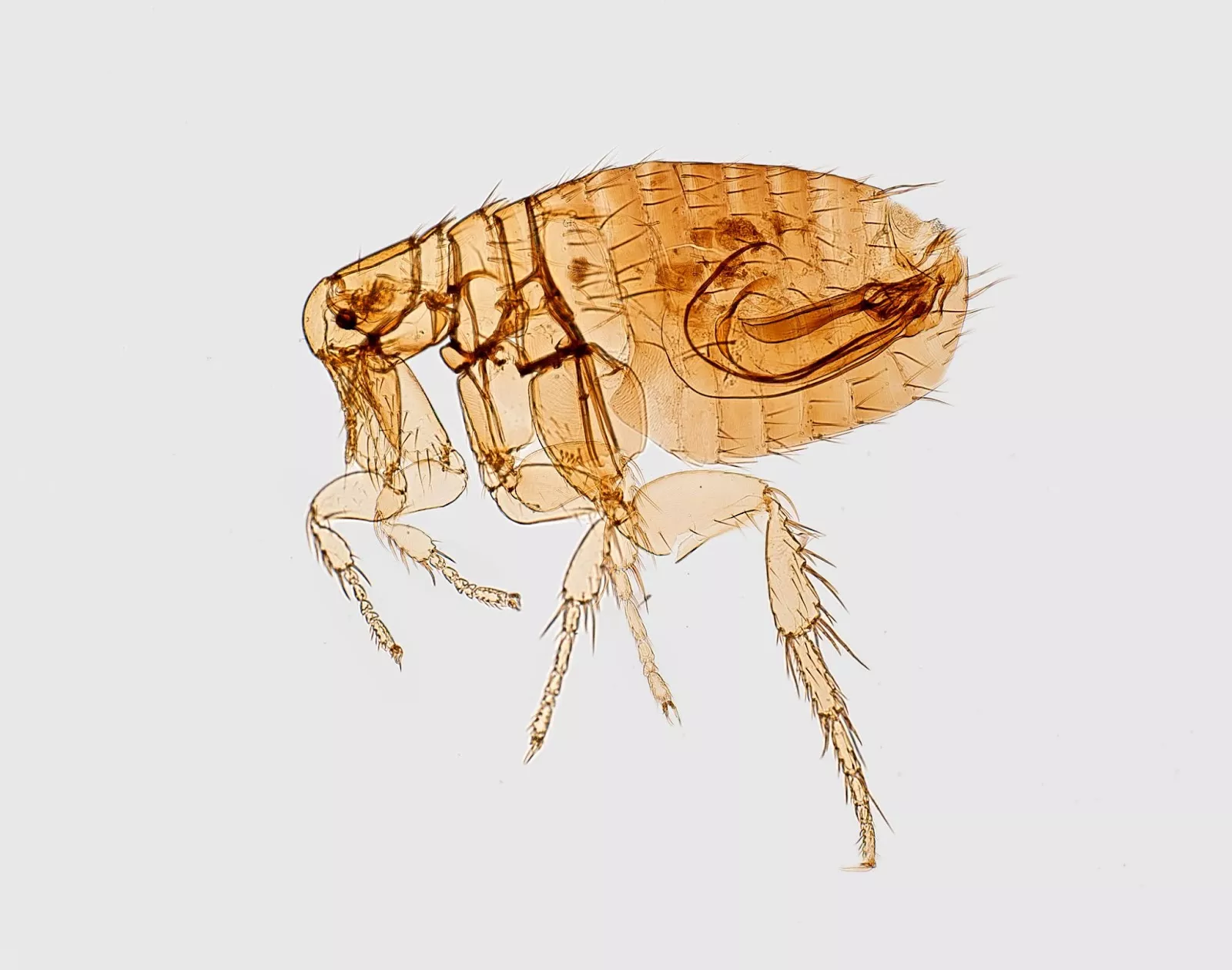 Flea Fact Sheet | Simple Pest Management