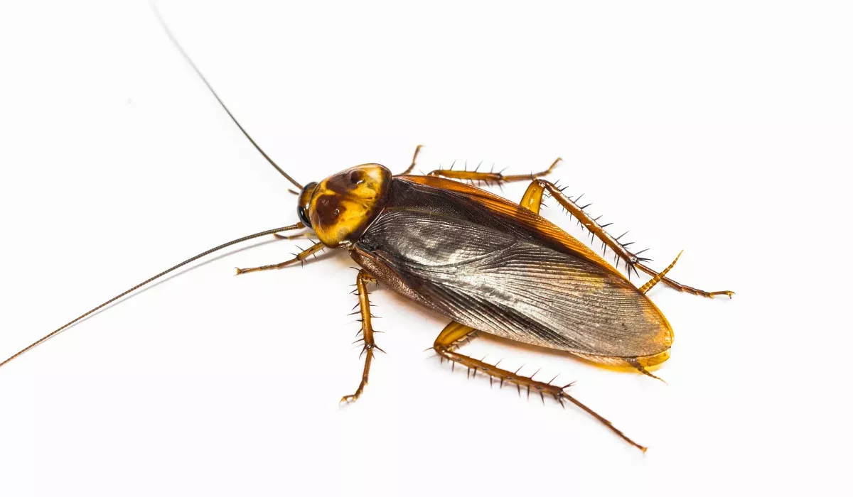 How to Get Rid of Cockroaches in California | Simple Pest Management