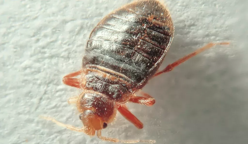 Bed bug on a light background. Household parasite. Close-up photo